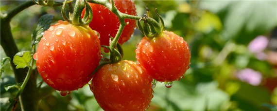 西红柿育苗方法和时间和追肥时间 西红柿育苗期需要施肥吗