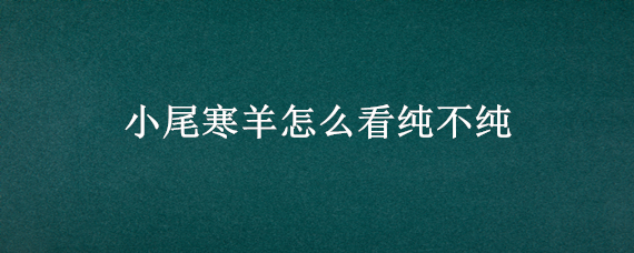 小尾寒羊怎么看纯不纯（怎样看小尾寒羊纯不纯）