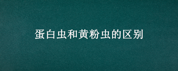 蛋白虫和黄粉虫的区别 蛋白虫和黄粉虫的区别图