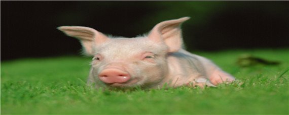 猪连铁能不能吃 猪连铁不能和什么同吃