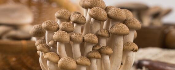 蘑菇生长周期 蘑菇生长周期图片