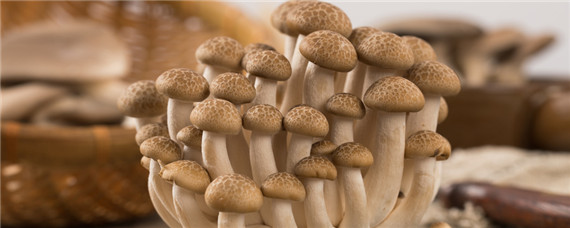 蘑菇成长的全部过程 蘑菇成长的全部过程PPT