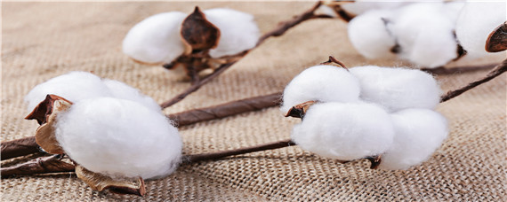 棉花僵苗的成因是什么 棉苗立枯病的症状