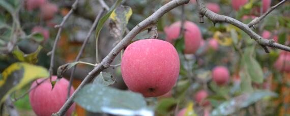 苹果亩产量一般多少斤（苹果 亩产量）