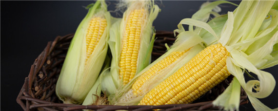高产的玉米种子品种主要有哪些 高产的玉米种子品种主要有哪些化肥
