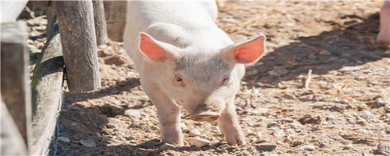 母猪哺乳期间可以驱虫吗 哺乳期母猪能否驱虫