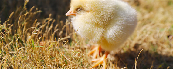 孵化机刚孵出的小鸡怎样喂养 小型孵化机怎么孵化小鸡
