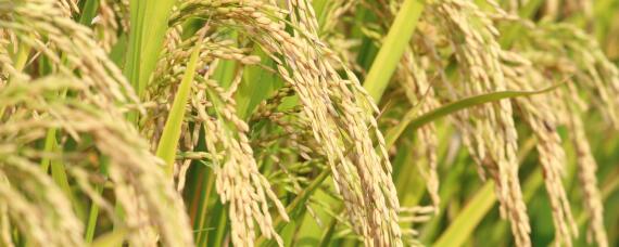 绥粳106水稻种子的主要特征（绥粳103水稻种子）