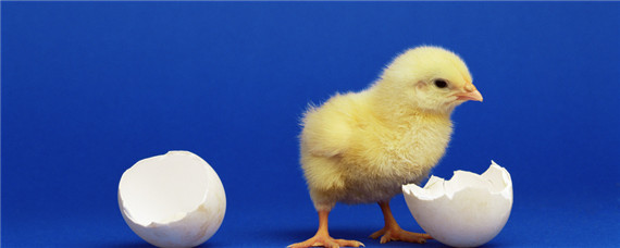 孵化小鸡的最佳温湿度（小鸡孵化的温度和湿度）