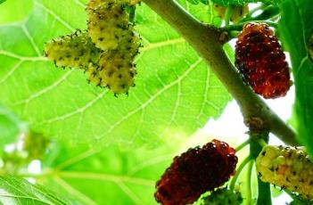 桑_本草新编（桑叶本草新编）