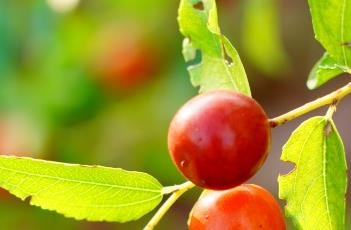 酸枣肉 酸枣肉和酸枣仁的功效一样吗