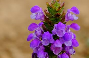 夏枯草_本草新编（百度百科夏枯草）