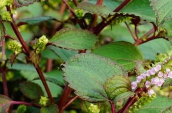 本草新编_紫苏叶（本草纲目紫苏叶）