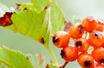 山楂_本草新编 山楂本草纲目