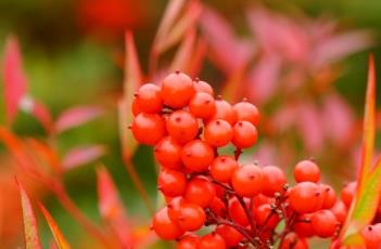 南天竹 南天竹的寓意