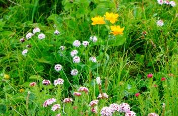 狼毒 狼毒膏治疗什么皮肤病
