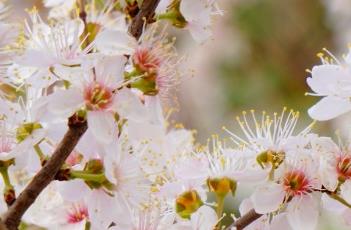 郁李仁_本草新编（郁李仁的用法）