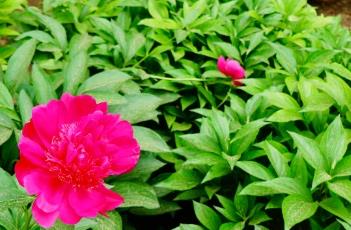 芍药_本草新编 芍药_本草新编