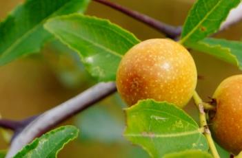 酸枣仁_本草新编 本草纲目 酸枣仁