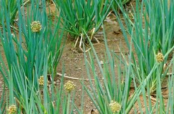 葱_本草新编（本草纲目葱白）