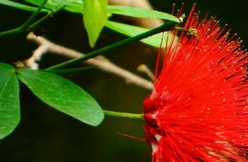 红粉扑花 红粉扑花和朱缨花的区别