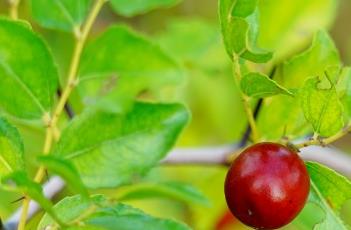 酸枣树皮（酸枣树皮煮水喝有什么功效）