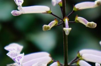 莫纳熏衣草 莫纳熏衣草的作用