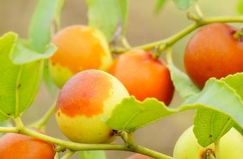 酸枣仁_本草思辨录（酸枣仁文献）