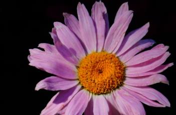 红花除虫菊（红花除虫菊的功效作用）