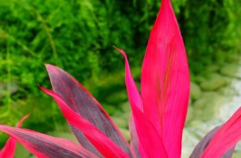 朱蕉（朱蕉的功效与作用）