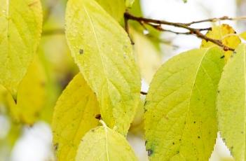 杜仲_本草新编 杜仲 本草