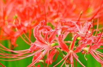 红花石蒜 红花石蒜