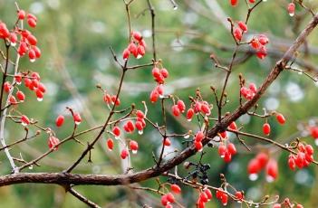 山茱萸_本草思辨录 山茱萸_本草思辨录