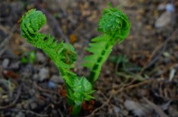 荚果蕨 荚果蕨图片