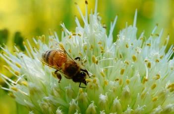 葱_本草新编 本草纲目 葱