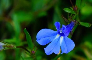 南非半边莲（南非半边莲花语）