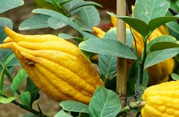 佛手柑（佛手柑的功效与作用）