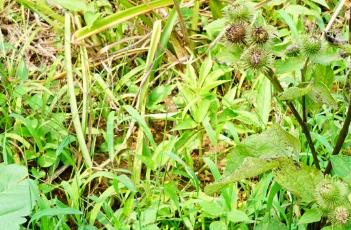 牛蒡子_本草正义（本草纲目牛蒡子）