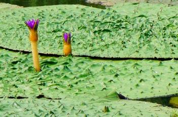 芡实_本草新编 芡实本草新编