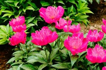 芍药_本草新编 芍药_本草新编