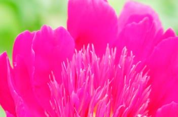 芍药_本草新编 芍药_本草新编