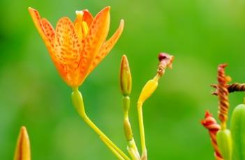 射干_本草新编 射干中草药图片