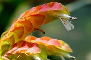 虾衣花 虾衣花怎么繁殖