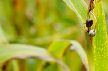 薏苡仁_本草新编（薏苡仁本草经）