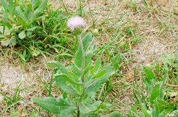 小蓟_本草图经（小蓟神农本草经）
