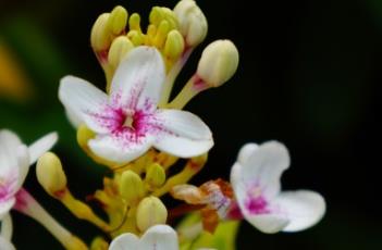 金叶拟美花（金叶拟美花价格）