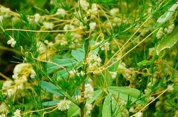 菟丝子_证类本草 菟丝子证类本草