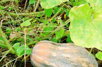 南瓜_本草求真（本草纲目 南瓜）