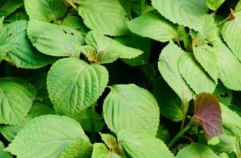 紫苏叶（紫苏叶的图片）