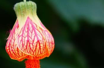 金铃花（金铃花的养殖方法和注意事项）